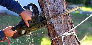 Best Tree Disease Treatment  in Bruceville Eddy, TX