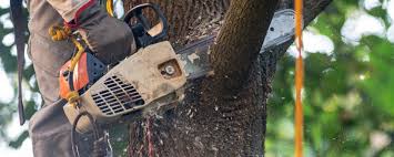 Best Lawn Irrigation Installation and Maintenance  in Bruceville Eddy, TX