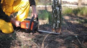Best Organic Lawn Care Solutions  in Bruceville Eddy, TX