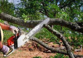 Best Tree Preservation Services  in Bruceville Eddy, TX
