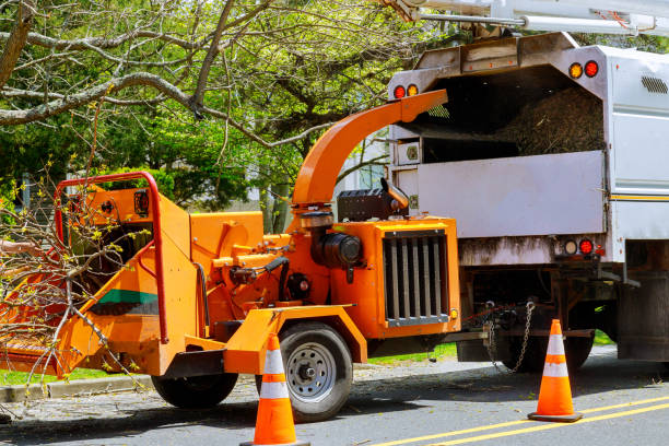 Professional Tree Services in Bruceville Eddy, TX