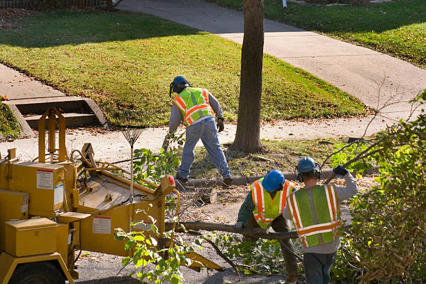 How Our Tree Care Process Works  in  Bruceville Eddy, TX