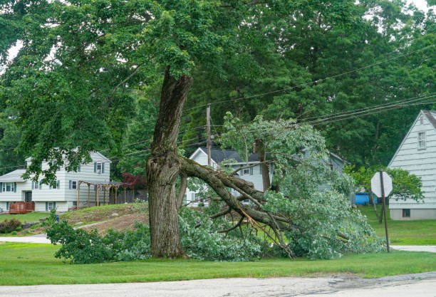 Best Commercial Tree Services  in Bruceville Eddy, TX