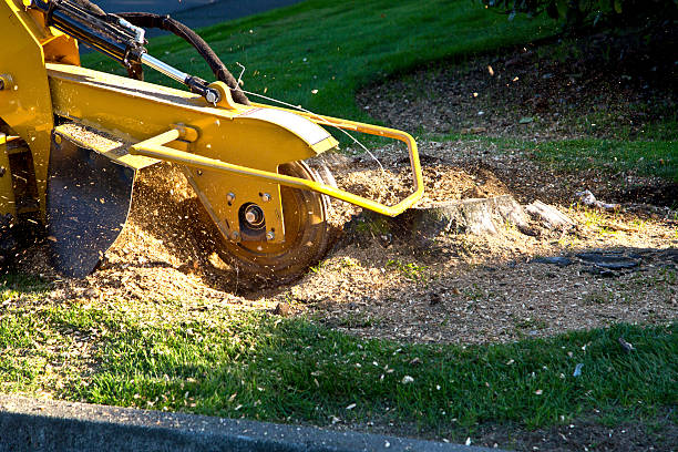 Best Lawn Disease Treatment  in Bruceville Eddy, TX