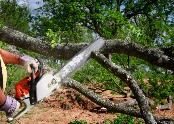Best Tree Cabling and Bracing  in Bruceville Eddy, TX